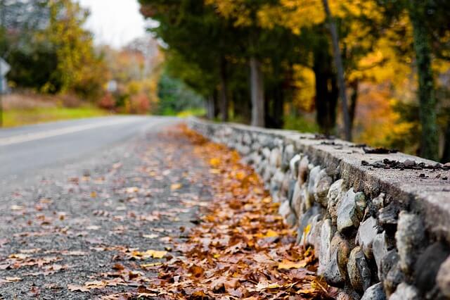 autumn leaves side of road